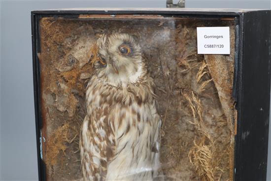 A taxidermic owl, cased